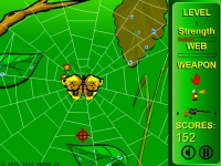 Spiders